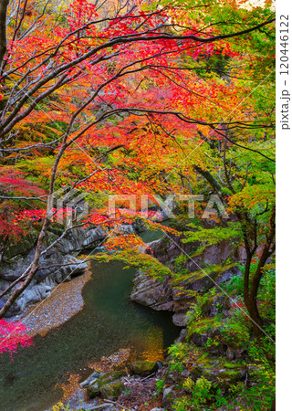 中津峡の紅葉 120446122