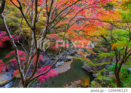 中津峡の紅葉 中津峡の紅葉 120446125