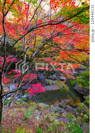 中津峡の紅葉 中津峡の紅葉 120446131