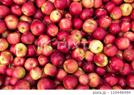 Apple background. Idared cultivar. Apple background. Idared cultivar. 120446494