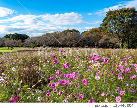 爽やかな秋の景色　秋晴れの青空に映えるコスモス 120446804