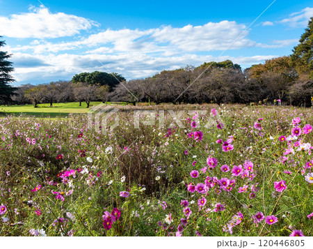 爽やかな秋の景色　秋晴れの青空に映えるコスモス 120446805