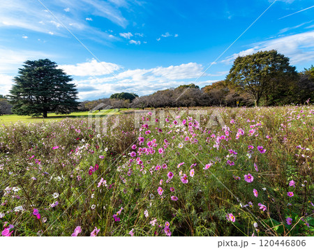 爽やかな秋の景色　秋晴れの青空に映えるコスモス 120446806