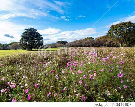 爽やかな秋の景色　秋晴れの青空に映えるコスモス 120446807