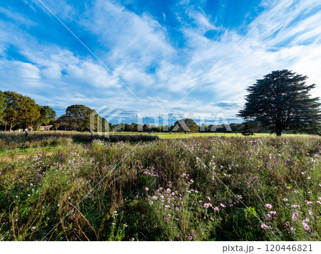 爽やかな秋の景色　秋晴れの青空に映えるコスモス 120446821