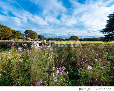 爽やかな秋の景色　秋晴れの青空に映えるコスモス 120446822