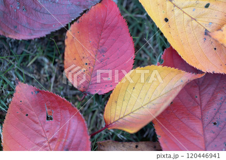 紅葉した桜の落ち葉 120446941