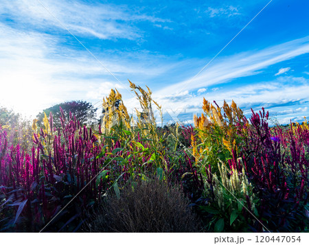 爽やかな秋の景色　秋晴れの青空に映えるカラフルな花畑 120447054