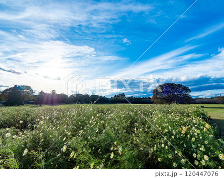 爽やかな秋の景色　秋晴れの青空に映えるカラフルな花畑 120447076