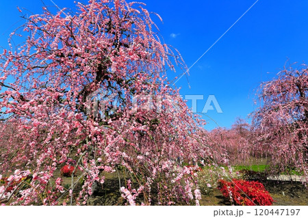 【三重県】梅が満開の鈴鹿の森庭園 【三重県】梅が満開の鈴鹿の森庭園 120447197