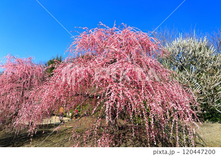 【三重県】梅が満開の鈴鹿の森庭園 【三重県】梅が満開の鈴鹿の森庭園 120447200