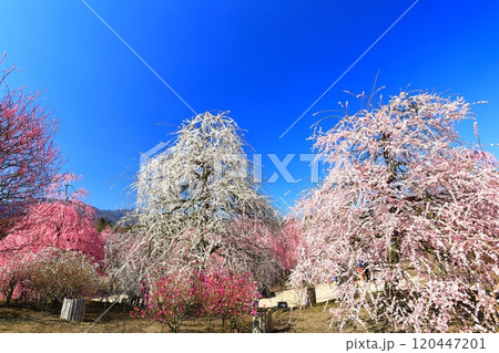 【三重県】梅が満開の鈴鹿の森庭園 【三重県】梅が満開の鈴鹿の森庭園 120447201
