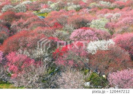 【三重県】いなべ梅林公園の満開の梅 【三重県】いなべ梅林公園の満開の梅 120447212