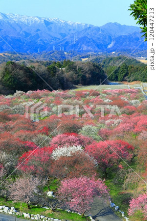 【三重県】いなべ梅林公園の満開の梅と鈴鹿山脈 【三重県】いなべ梅林公園の満開の梅と鈴鹿山脈 120447213