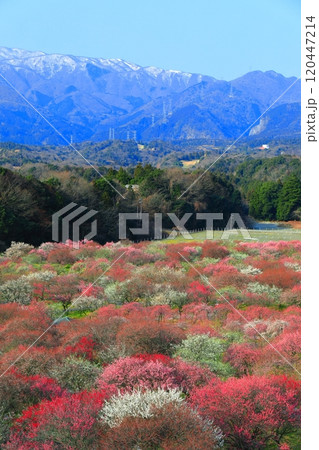 【三重県】いなべ梅林公園の満開の梅と鈴鹿山脈 120447214