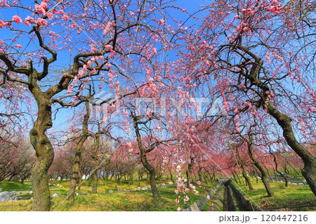 【三重県】いなべ梅林公園の満開の梅 【三重県】いなべ梅林公園の満開の梅 120447216