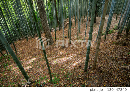 石清水八幡宮境内の竹林 京都府八幡市 石清水八幡宮境内の竹林 京都府八幡市 120447240