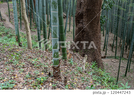石清水八幡宮境内の竹林　京都府八幡市 120447243