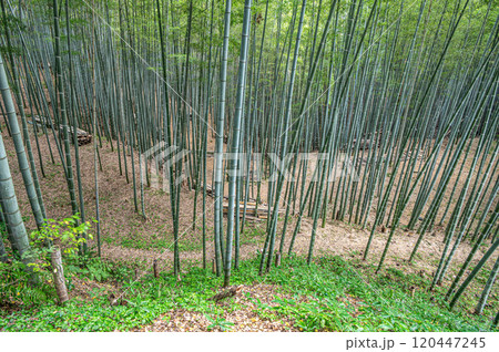 石清水八幡宮境内の竹林　京都府八幡市 120447245