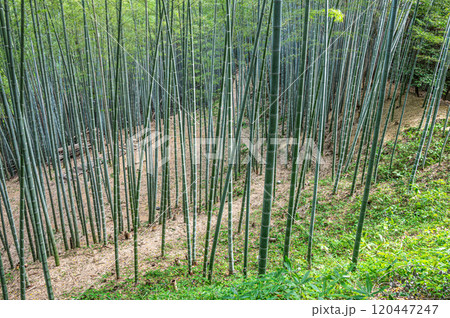 石清水八幡宮境内の竹林　京都府八幡市 120447247