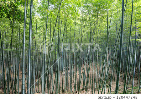 石清水八幡宮境内の竹林 京都府八幡市 石清水八幡宮境内の竹林 京都府八幡市 120447248