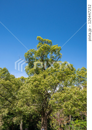 石清水八幡宮境内のクスノキ 京都府八幡市 石清水八幡宮境内のクスノキ 京都府八幡市 120447252