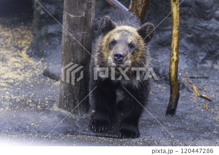 見つめるヒグマの子ども 見つめるヒグマの子ども 120447286