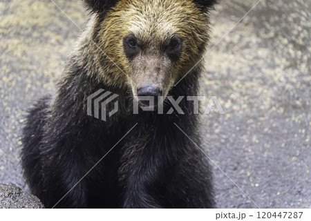 見つめるヒグマの子ども 見つめるヒグマの子ども 120447287