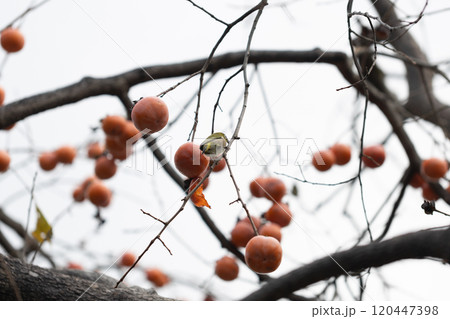 柿をついばむメジロ 柿をついばむメジロ 120447398
