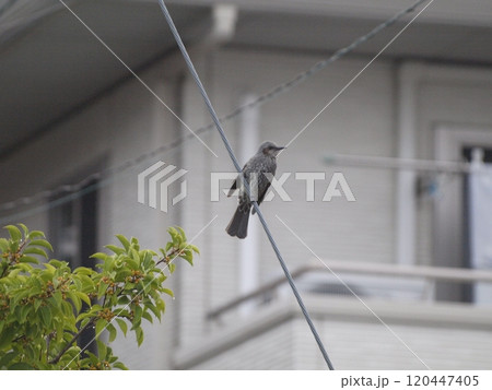 住宅街のヒヨドリ 住宅街のヒヨドリ 120447405