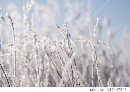 【冬素材】ススキについた霧氷【長野県】 120447443