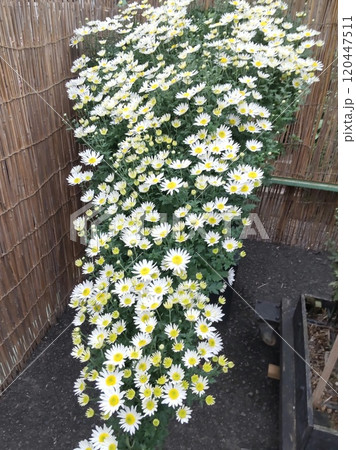 菊花展 菊花展 120447511