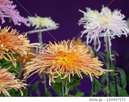 菊の花 菊の花 120447571