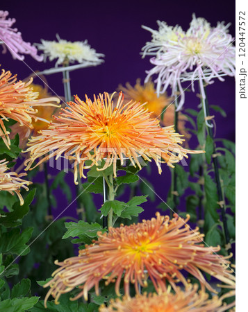 菊の花 菊の花 120447572