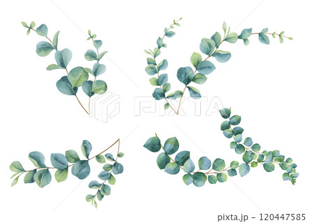 Watercolor Eucalyptus branches set. Big collection of hand painted botanical illustrations isolated on white. Abstract Transparent leaves bundle Watercolor Eucalyptus branches set. Big collection of hand painted botanical illustrations isolated on white. Abstract Transparent leaves bundle 120447585