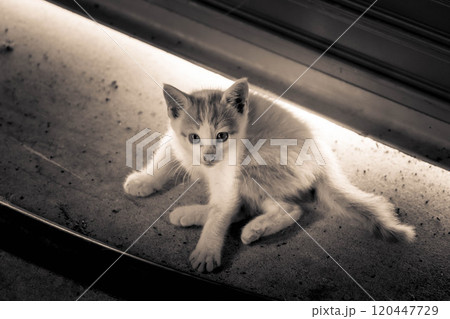 ガレージの子猫～セピア色～ 120447729