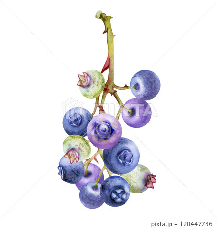 Blueberry blackberry cluster bunch on branches, hand drawn in watercolor, ripe forest berry. Isolated botanical illustration. Restaurant, dessert cafe menu, farmers market, decoupage, scrapbooking. 120447736