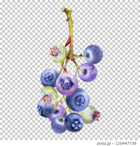 Blueberry blackberry cluster bunch on branches, hand drawn in watercolor, ripe forest berry. Isolated botanical illustration. Restaurant, dessert cafe menu, farmers market, decoupage, scrapbooking. 120447736