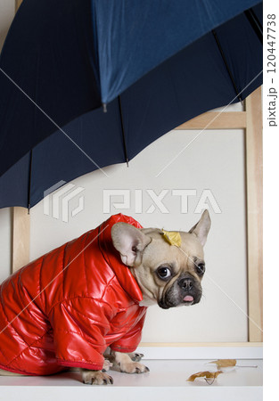 A charming dog in a bright red jacket sits in profile with an autumn leaf on his head and looks sadly at the camera A charming dog in a bright red jacket sits in profile with an autumn leaf on his head and looks sadly at the camera 120447738