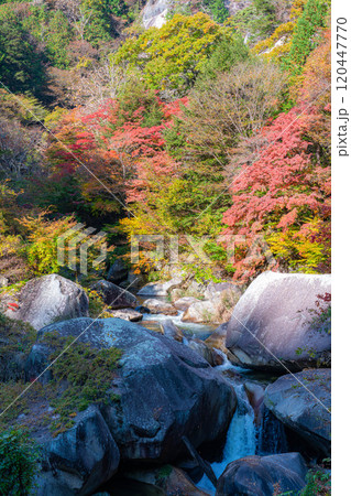 【紅葉素材】昇仙峡のシンボル覚円峰の紅葉【山梨県】 【紅葉素材】昇仙峡のシンボル覚円峰の紅葉【山梨県】 120447770