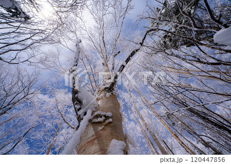 【霧氷素材】白と青の世界・霧氷と青空【長野県】 120447856