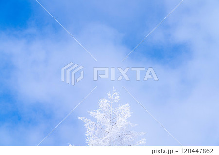 【霧氷素材】白と青の世界・霧氷と青空【長野県】 【霧氷素材】白と青の世界・霧氷と青空【長野県】 120447862