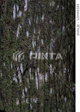 苔の生えた杉の木の表面 苔の生えた杉の木の表面 120448384