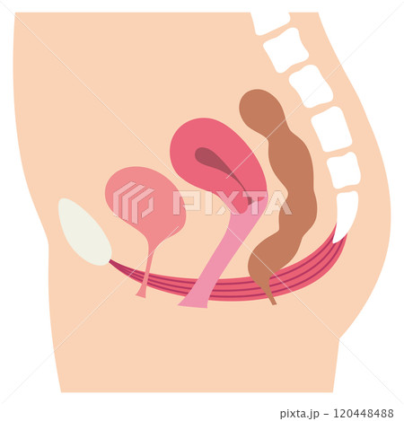 骨盤底筋 説明図 尿もれ 骨盤底筋 説明図 尿もれ 120448488