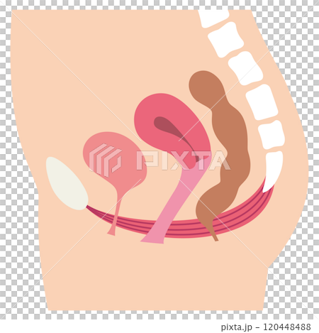 骨盤底筋 説明図 尿もれ 骨盤底筋 説明図 尿もれ 120448488