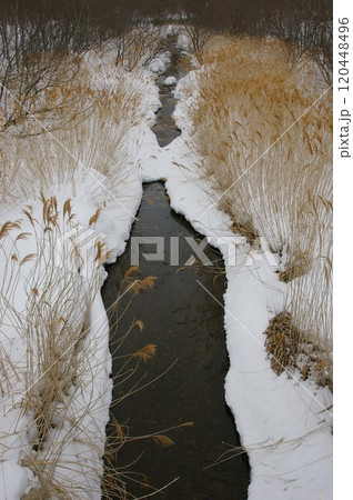 雪積の川辺に金色に輝く葦の冬景色2 120448496