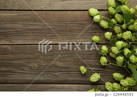 Green fresh hop cones for making beer and bread on grey wooden background. Green fresh hop cones for making beer and bread on grey wooden background. 120448591
