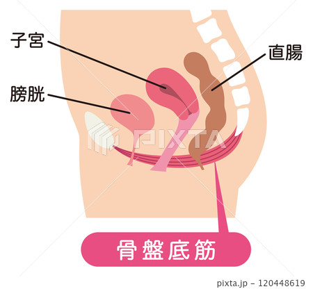 骨盤底筋　説明図　尿もれ 120448619