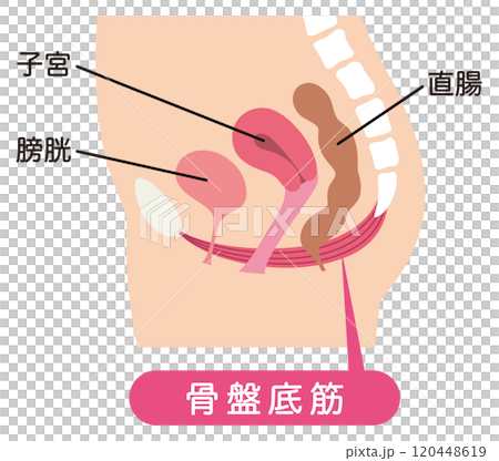 Pelvic floor muscles diagram - urinary incontinence 120448619