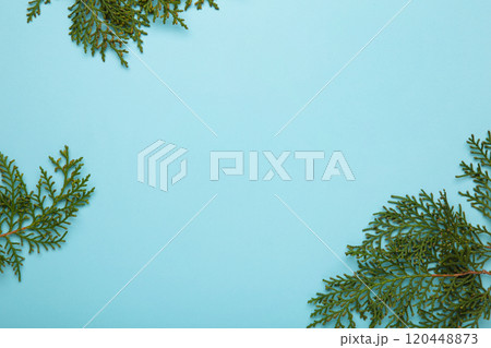Thuja branch on blue background. Place for text. Thuja branch on blue background. Place for text. 120448873